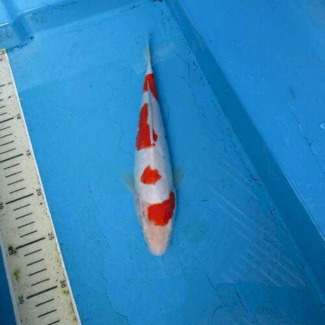 Kohaku