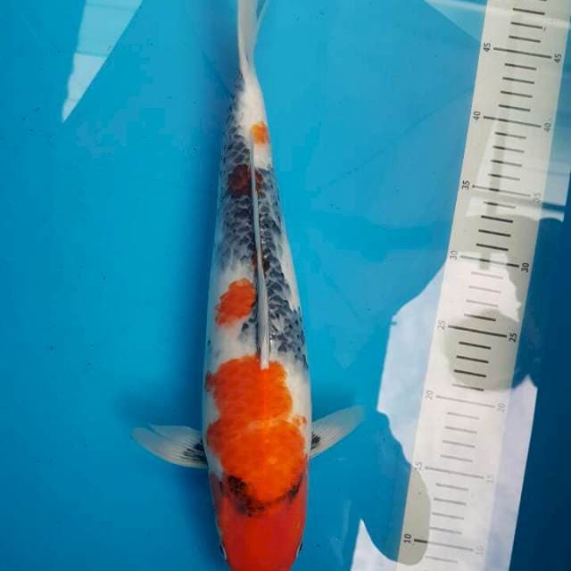 Showa Import Serti Isa Koi Farm