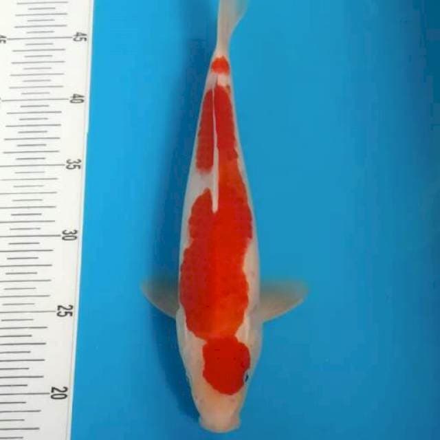 Kohaku 29