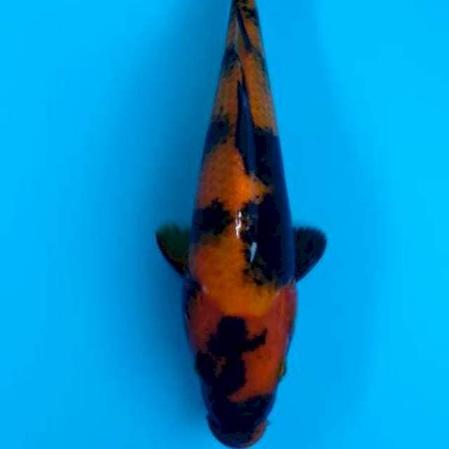 Hiutsuri 23cm
