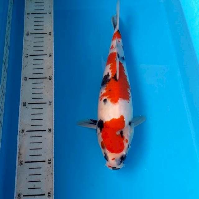BKS ( SHOWA 31 CM )