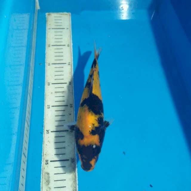 Hi showa #25cm