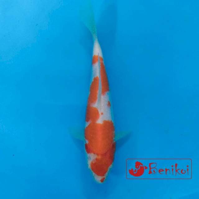 Kohaku inazuma 22cm