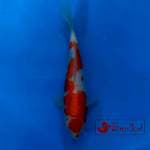 Kohaku inazuma 22cm