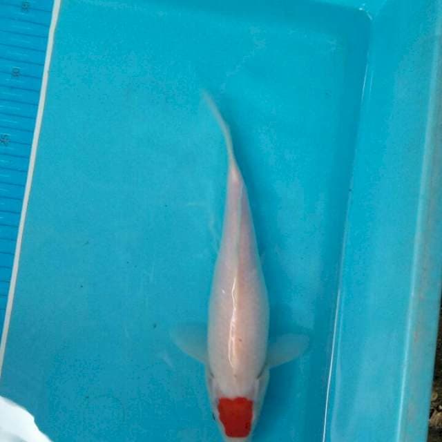 Tancho kohaku ori