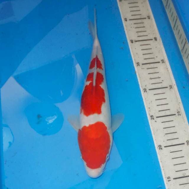 SWEET KOHAKU