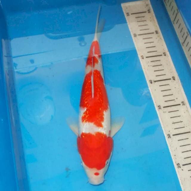KINGINRIN SANDAN KOHAKU