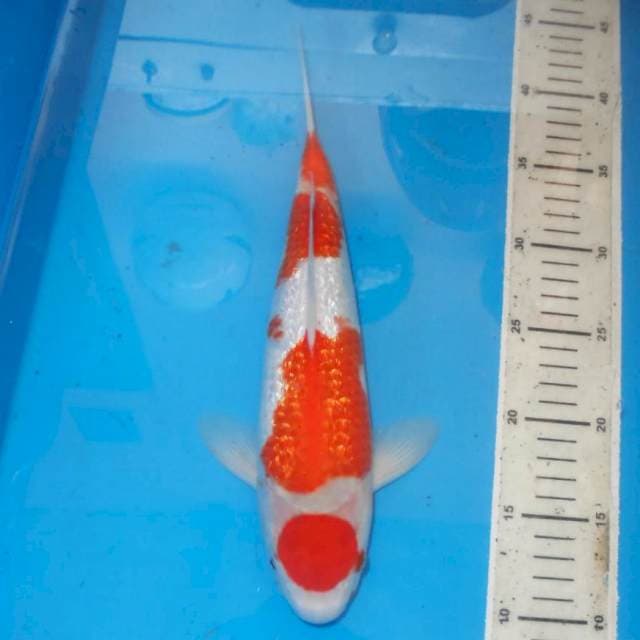 KINGINRIN KOHAKU
