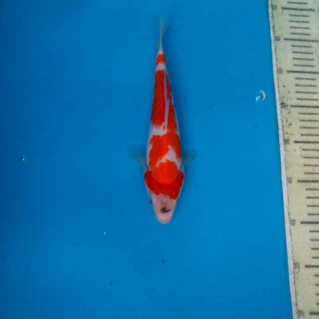 Showa 26cm