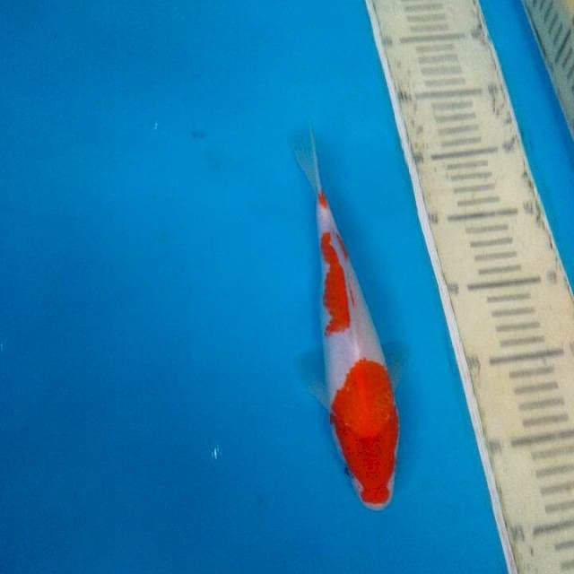 kohaku 2steep 25cm