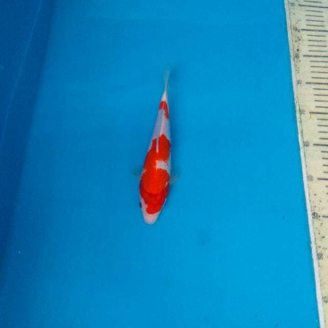 kohaku 22cm