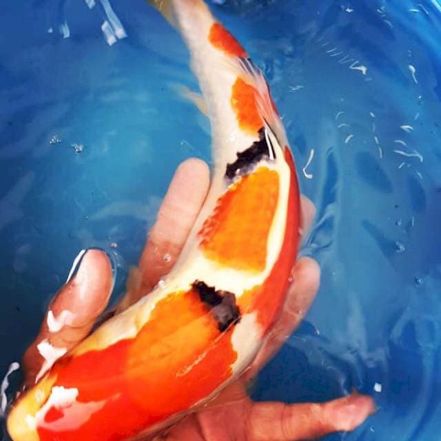 Sanke 31cm