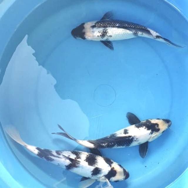 Shiro putih salju 3 ekor