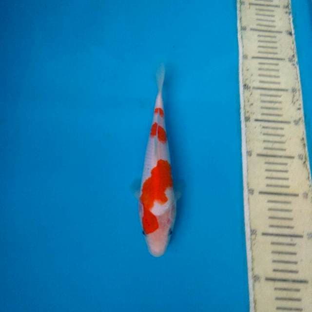 kohaku 25cm
