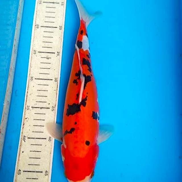 Sanke doitsu 33cm 