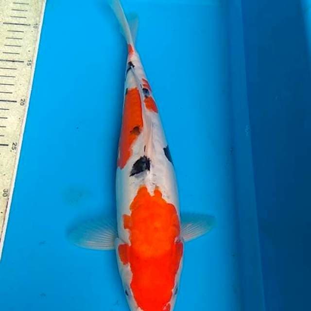 Sanke doit Aragoke 34cm