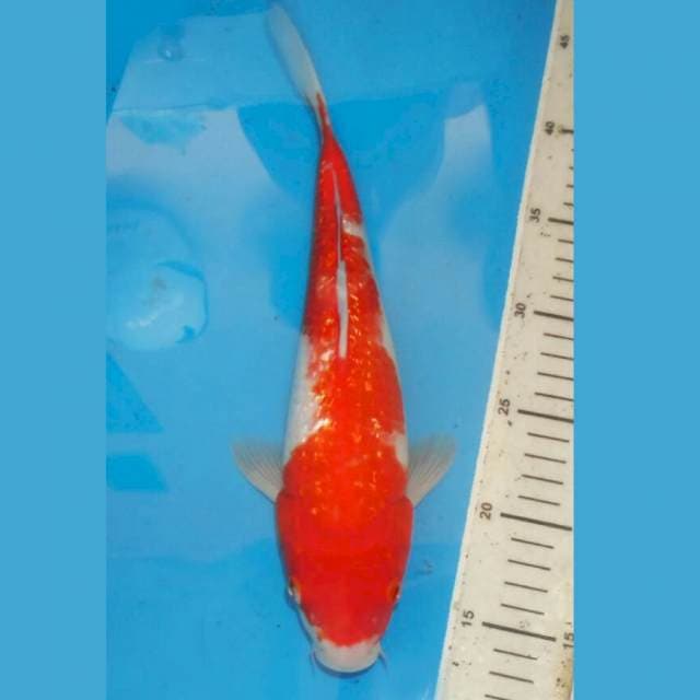 KINGINRIN KOHAKU