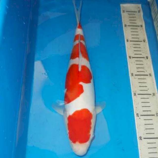 F1 KOHAKU ISTIMEWA