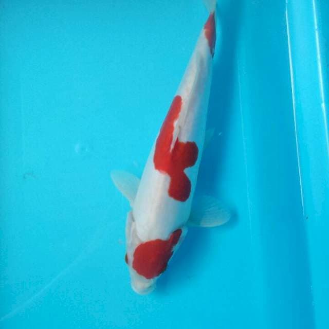 Doitsu 27cm