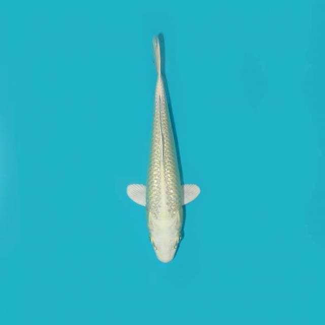 PLATINUM GINRIN 23 CM