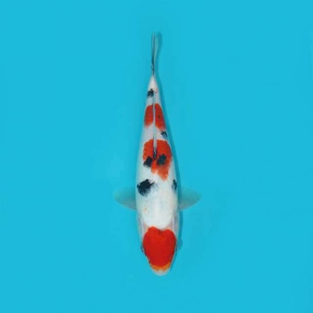 TANCHO SANKE 23 CM