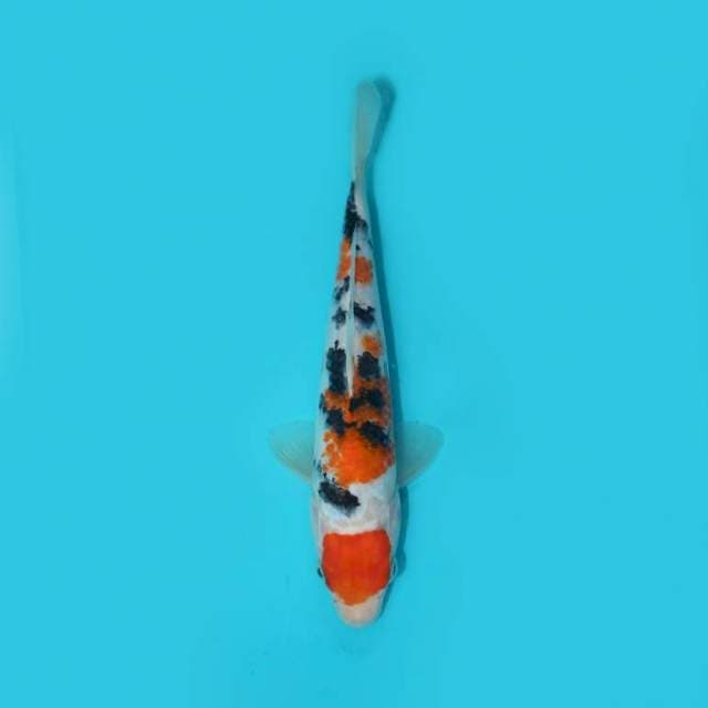MARUTEN SANKE 20 CM