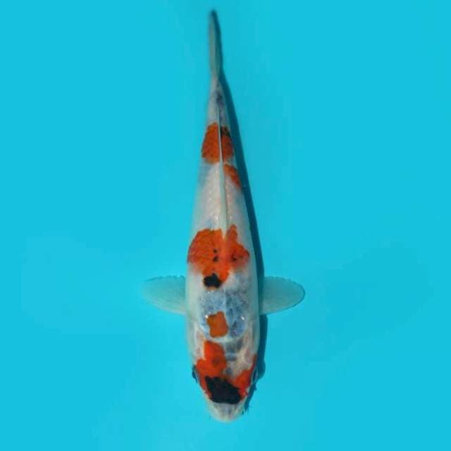 SHOWA TATEGOI 23 CM