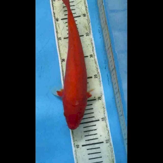 Akahajiro 33cm