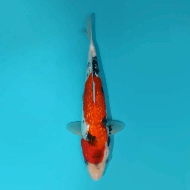 SHOWA GINRIN 25 CM