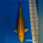 YAMABUKI OGON F1 IZUMIYA 50BU