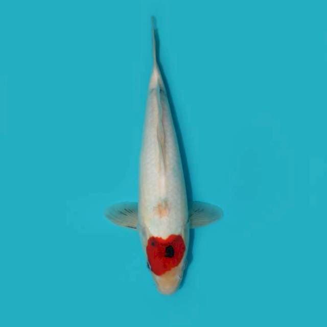 TANCHO SHOWA TATEGOI 30 CM