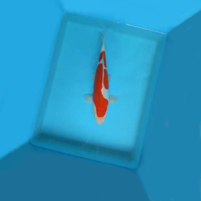 5. DAMARKOI ( KOHAKU DOITSU )