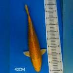 YAMABUKI OGON F1 IZUMIYA 45BU