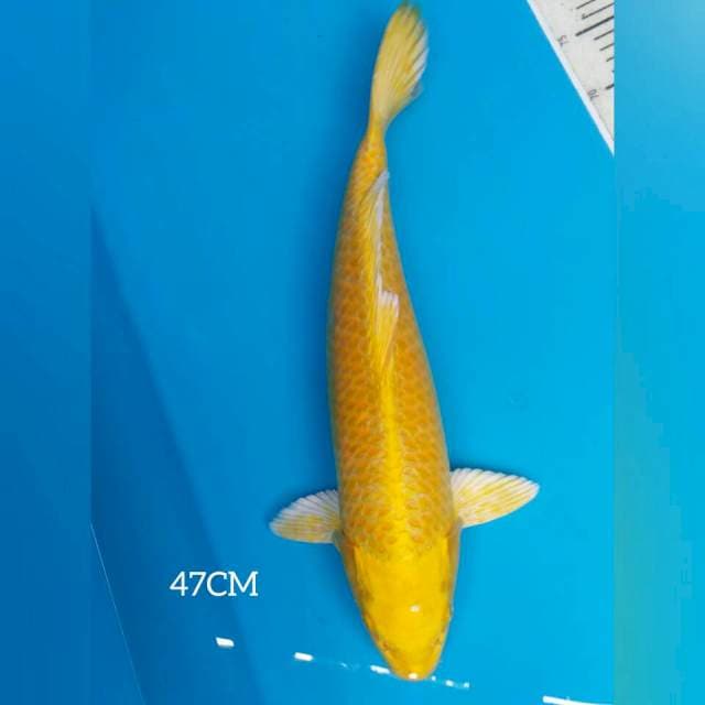 YAMABUKI OGON F1 IZUMIYA 50BU
