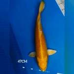 YAMABUKI OGON F1 IZUMIYA 50BU