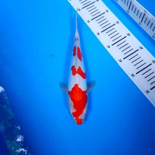 KOHAKU DOITSU ~ STEP 4
