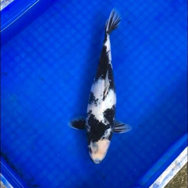 Shiro KepalaKepu Sumi 