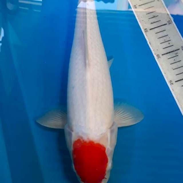 Tanco Origynal.