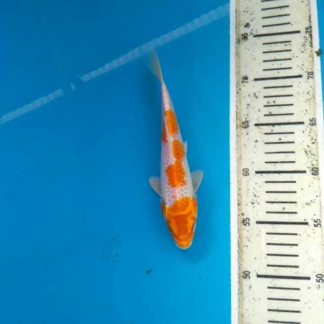 Jariwake 21cm