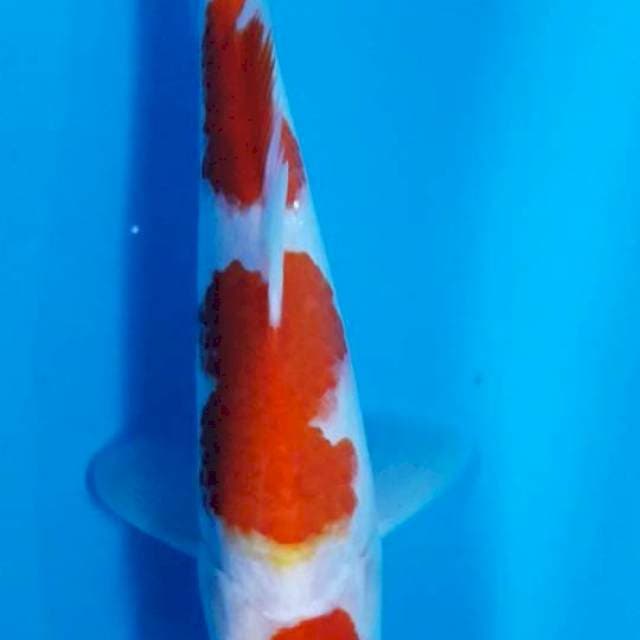 Kohaku maruten