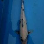 Siro 45 cm male
