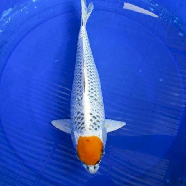 Tancho ori ±40cm