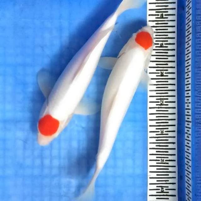 Duo tanco 32