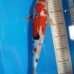 Sanke 34 cm
