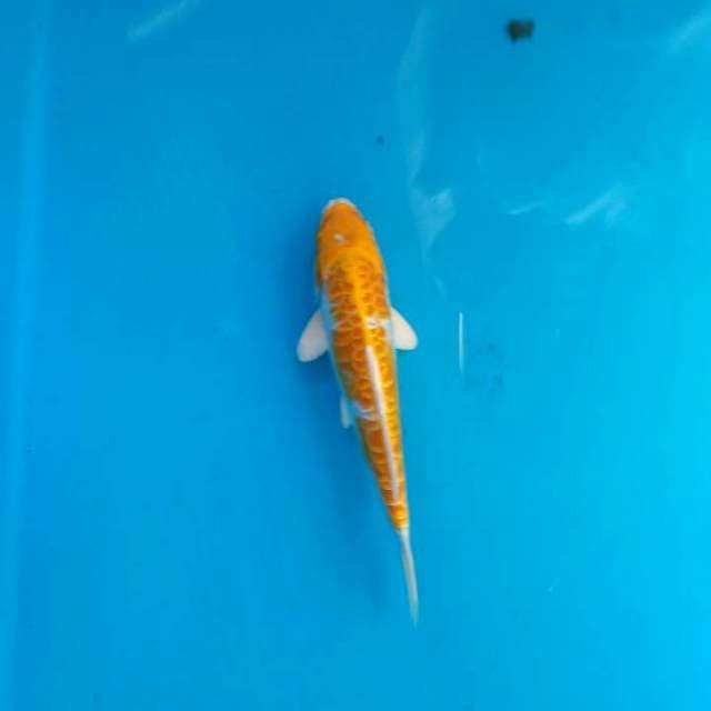 Naga hariwake 21cm