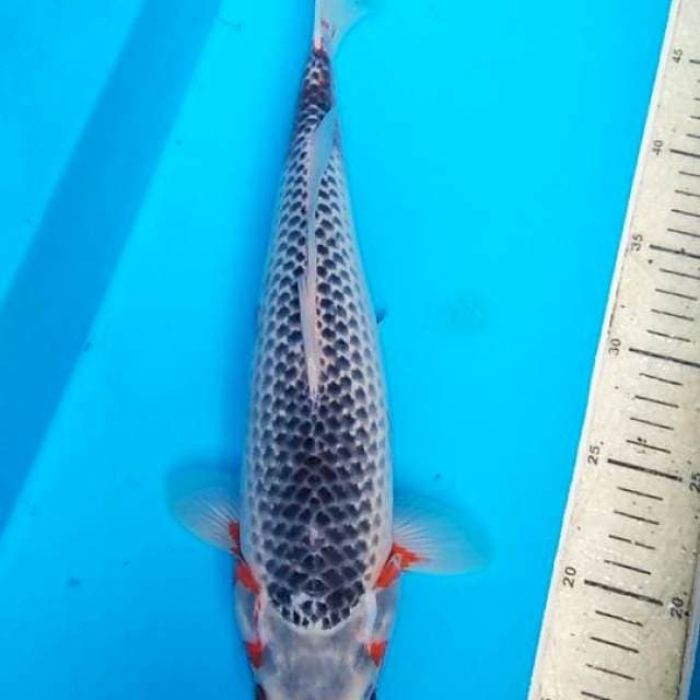 Asagi 37cm, F1