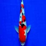 Sanke, 27 cm