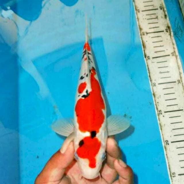 Maruten sanke 24cm