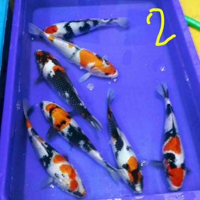 Kindai showa 26-30cm
