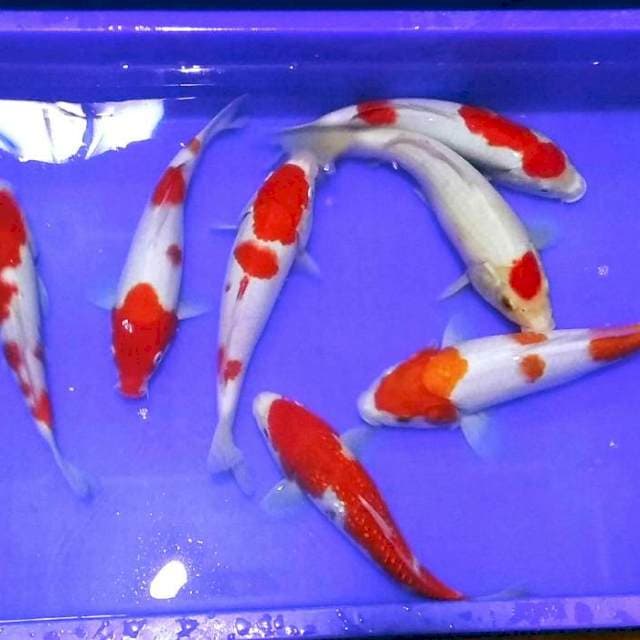 Kohaku bagus sisik n ginrin